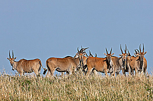 牧群,大羚羊,国家级保护区