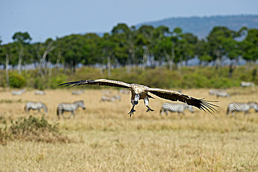 白背秃鹫,马赛马拉,肯尼亚,非洲