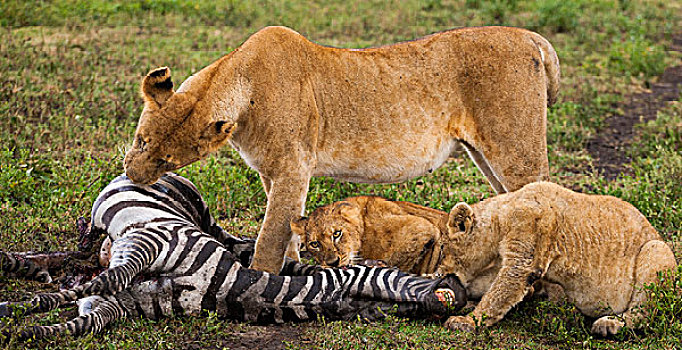 狮子,塞伦盖蒂国家公园,坦桑尼亚
