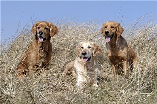 三个,金毛猎犬,母狗,坐,沙丘