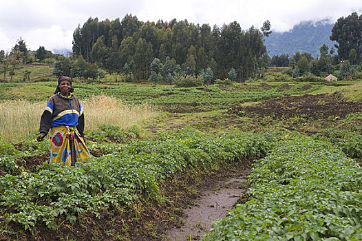 卢旺达,区域,土豆田,女人,收获,土豆