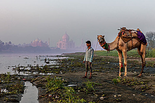骆驼,单峰骆驼,正面,泰姬陵,晨雾,阿格拉,印度
