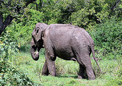 斯里兰卡,国家公园,孤单,大象