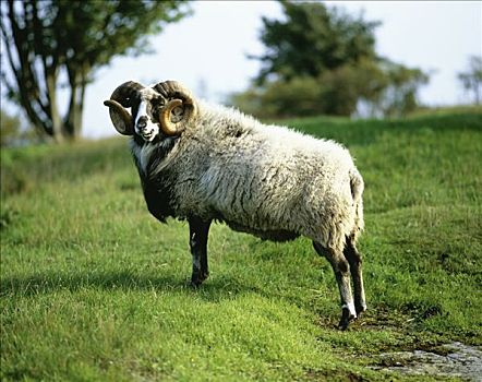 公羊,瑞典