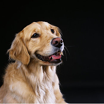 肖像,金毛猎犬