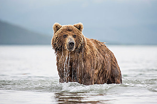 堪察加半岛,棕熊,湖,半岛,俄罗斯