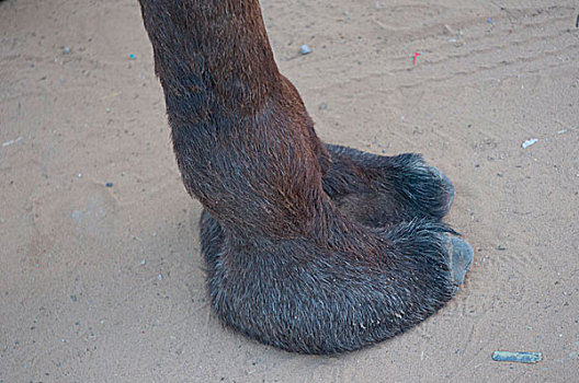 骆驼,脚,普什卡,拉贾斯坦邦,印度