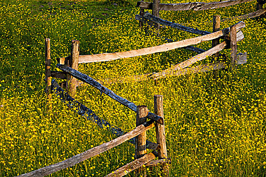 野花,木篱,日落,魁北克,加拿大