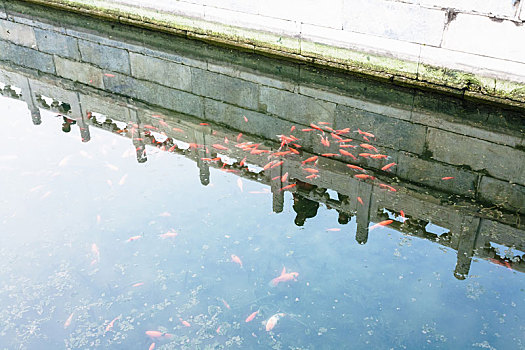 水塘,金鱼,公园,北京
