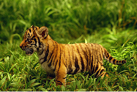 孟加拉虎,幼兽,走,草地