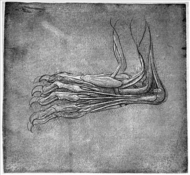 肌肉,脚,野兔,迟,15世纪,早,16世纪