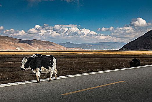 母牛,走,途中,香格里拉,云南,中国