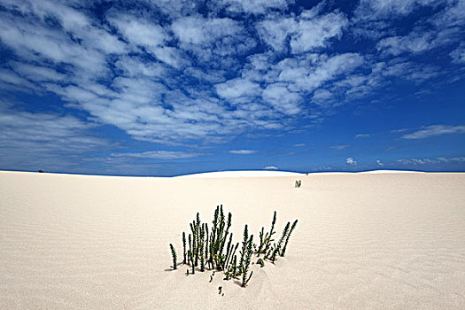 沙丘,科拉莱霍,自然公园,云,富埃特文图拉岛,加纳利群岛,西班牙,欧洲