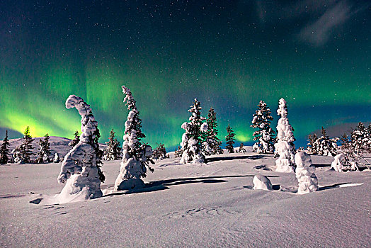 北极光,木头,国家公园,拉普兰,芬兰,欧洲