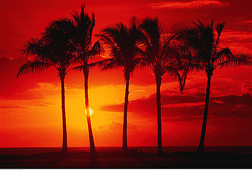 剪影,棕榈树,日落,威美亚湾,瓦胡岛,夏威夷,美国