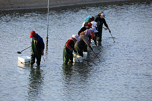 山东省日照市,渔民排成长队在水里捞海参场面壮观
