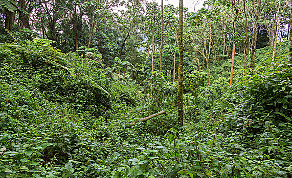 密集,植被,热带雨林,丛林,国家公园,乌干达,非洲