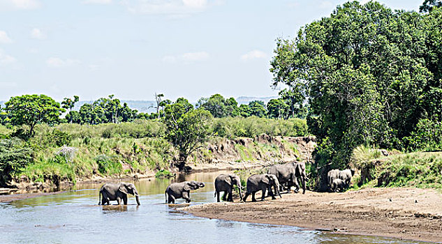 非洲,灌木,大象,非洲象,家庭,牧群,马拉河,马赛马拉,肯尼亚,大幅,尺寸