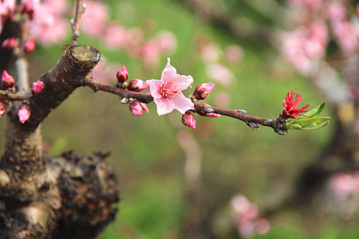 桃花,桃花源