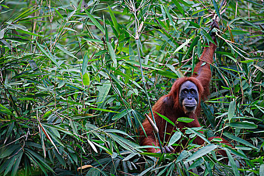猩猩,黑猩猩,竹林,婆罗洲,马来西亚