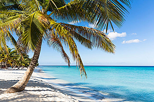 椰树,树,白色,海滩,青绿色,水,多米尼加共和国,加勒比