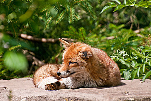 红狐,狐属,野生园,动物园,巴登符腾堡,德国,欧洲
