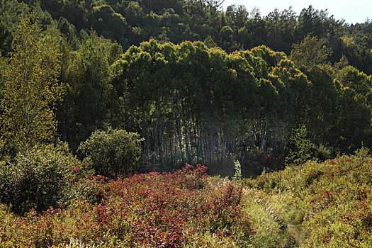 野生树林