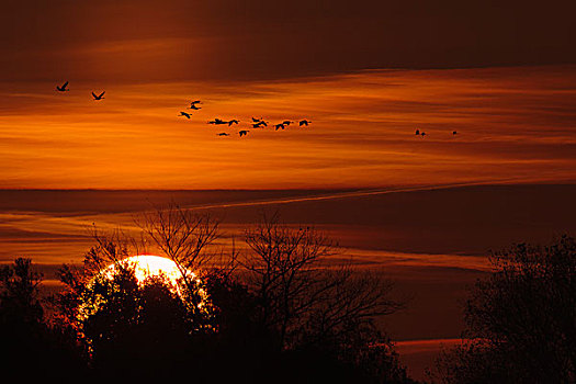 鹤,飞行,日落,梅克伦堡前波莫瑞州,德国,欧洲