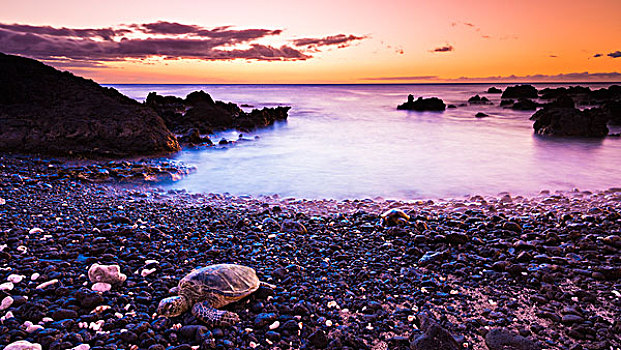 夏威夷,绿海,海龟,火山岩,海滩,日落,柯哈拉海岸,夏威夷大岛