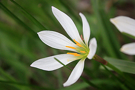 兰花白兰花花海白色花朵花卉绽放