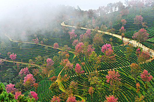 南涧无量山樱花谷