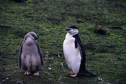 南极,欺骗岛,帽带企鹅,幼禽
