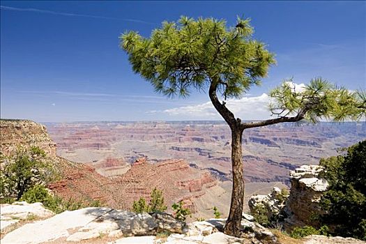 松树,松属,边缘,小路,南缘,大峡谷国家公园,亚利桑那,美国