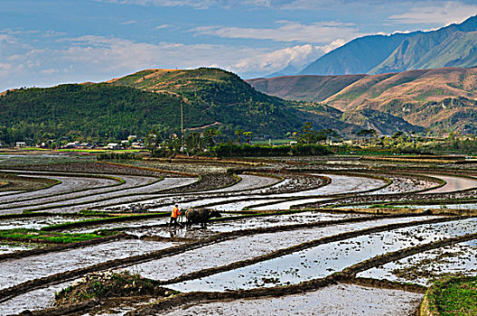 稻米梯田,靠近,北越,越南,亚洲
