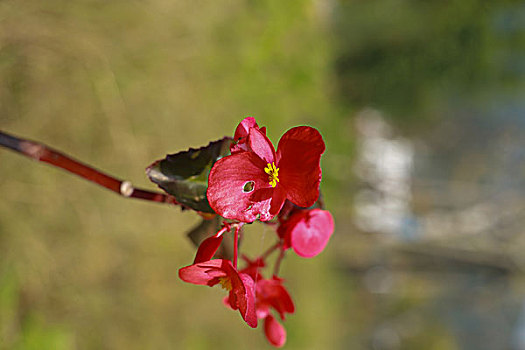 南国秋季花开