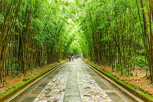 雨后竹林