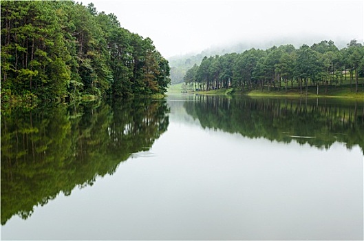 自然,风景,黎明,湖,松树,树林