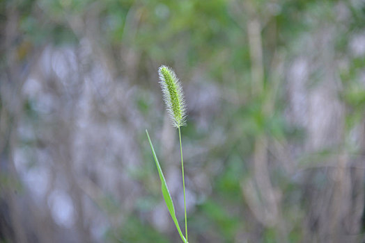 一树茸毛