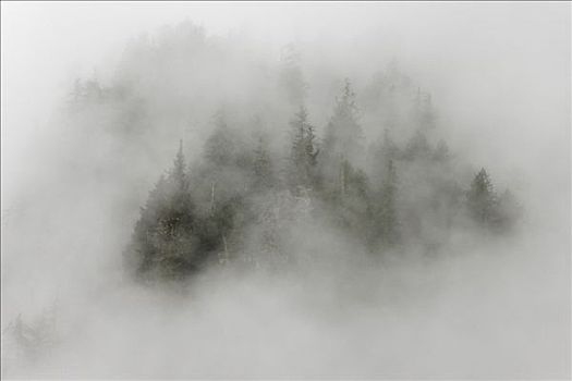 雾,遮盖,树,树林,峡湾,娱乐休闲区,不列颠哥伦比亚省,加拿大