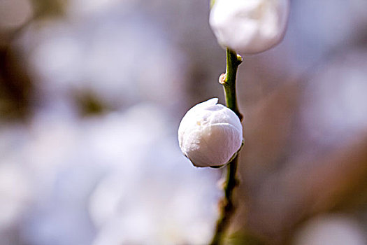 春天等待开放的白色杏花花蕾