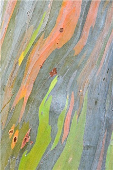 彩色,抽象图案,桉树,树皮
