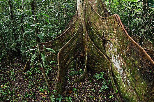 国家公园,亚马逊雨林,厄瓜多尔