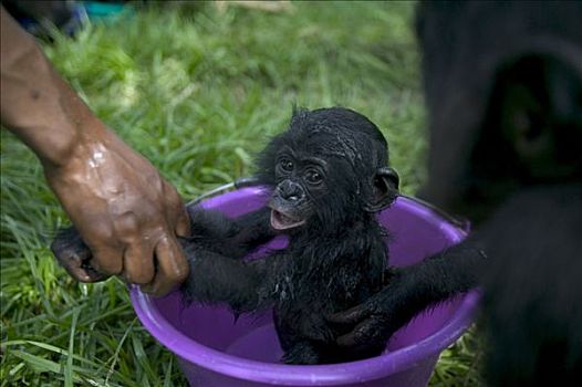 倭黑猩猩,沐浴时间,孤儿,母兽,黑猩猩,刚果