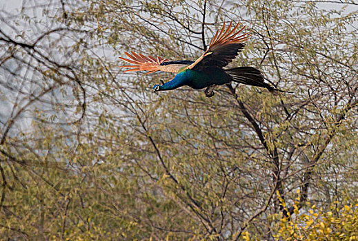 孔雀,飞行,卡欧迪欧国家公园,联合国教科文组织,生物保护区,拉贾斯坦邦,印度
