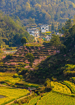 春日靈山梯田