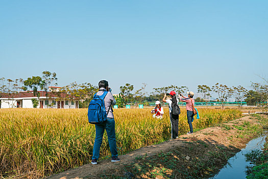 羊城广州番禺万顷沙农科院基地的水稻丰收