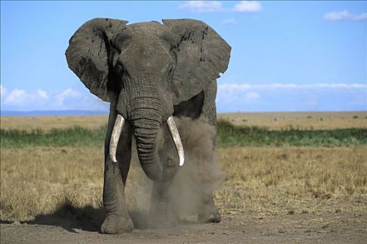 非洲象,投掷,沙子,灰尘,上方,皮肤,防护,昆虫,高温,马赛马拉国家保护区,肯尼亚,非洲