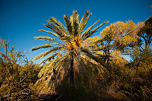 美国,德克萨斯,大湾国家公园,棕榈树