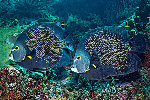两个,法国,刺蝶鱼,高处,珊瑚礁,小,多巴哥岛,特立尼达和多巴哥,北美