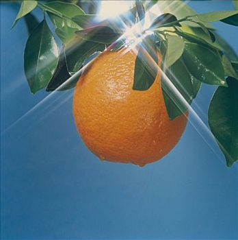 橙子,蓝天